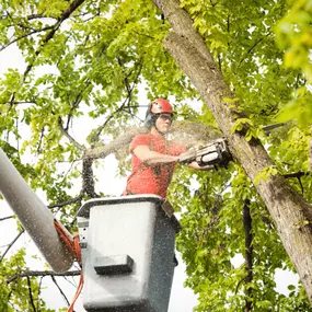 Bild von HS TREE SERVICE