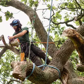 Bild von HS TREE SERVICE