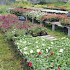 Bild von Northern Flowers Garden Center/ Plant Man