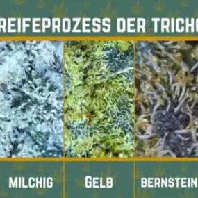 Bild von GREENHORIZON420