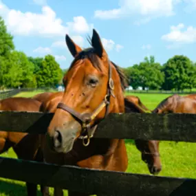 Bild von Champion Farms