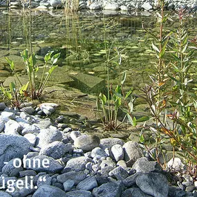 Bild von Bösiger Gartenbau AG