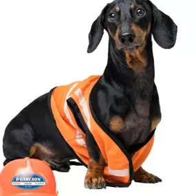 A small dog wearing a workers vest with a hard hat with logo for B. Carlson Heating, Cooling & Plumbing, Inc.