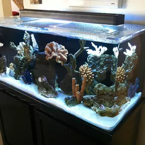 Bild von Advanced Aquascapes