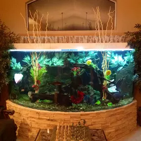 Bild von Advanced Aquascapes