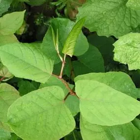 Bild von Japanese Knotweed Ltd