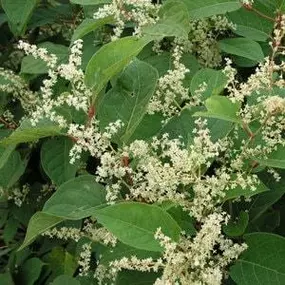 Bild von Japanese Knotweed Ltd