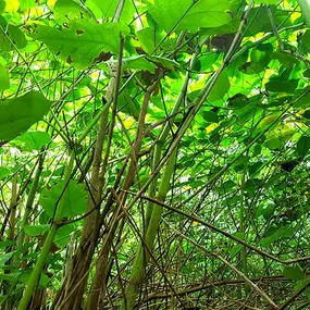 Bild von Japanese Knotweed Ltd