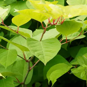 Bild von Japanese Knotweed Ltd