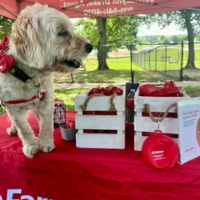 Lillie wanted to share some pet safety tips for keeping your furry friends cool during the summer months!