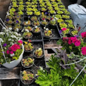 Bild von Veronica's Gardens Stone Ridge Nursery