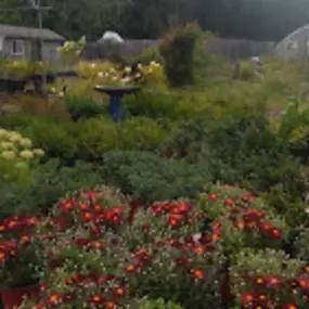 Bild von Veronica's Gardens Stone Ridge Nursery