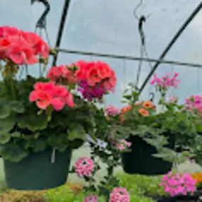 Bild von Veronica's Gardens Stone Ridge Nursery