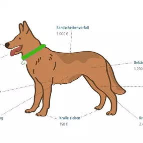 Bild von Tierversicherung Vergleichen