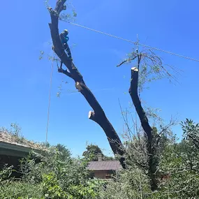 Bild von Texas Tree Tops - Tree Services, LLC