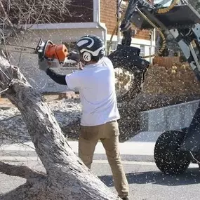 Bild von Tree Climbers of Colorado