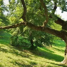 Bild von Tree Climbers of Colorado