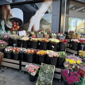 Bild von Blumen Gebr. Spangenberg Essen