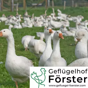 Bild von Geflügelhof Förster