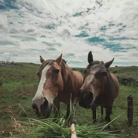 Bild von Cowtown Feed and Livestock