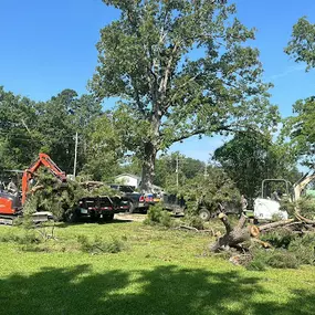 Bild von IN & OUT TREE REMOVAL LLC