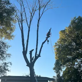 Bild von IN & OUT TREE REMOVAL LLC