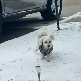 Snowy days call for cozy work from home vibes with a little help from our furry coworkers! Snowed in but we’re here to help you from the comfort of our homes. Stay safe, stay warm, and reach out for all your insurance needs!