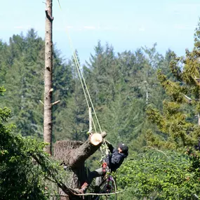 Bild von Pineda Tree Service