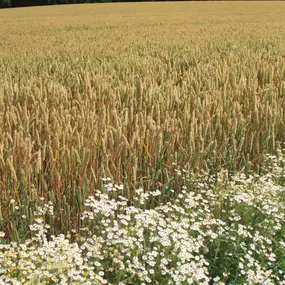 Bild von Mairie de Moulin-sous-Touvent