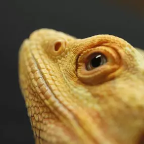 Bild von Evolution Reptiles