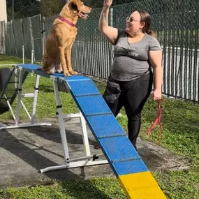 Dog Training & Board