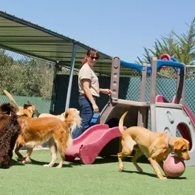 Dog Training & Board