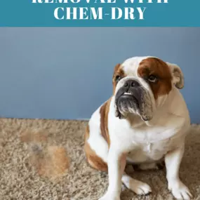 Bild von Great American Chem-Dry