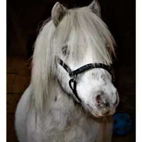 Bild von Florone Shetlandpony Zucht