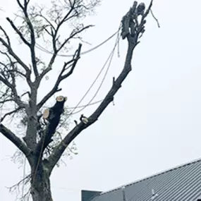 Bild von 3 Alarm Tree Rescue