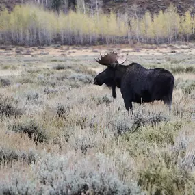 Backcountry Safaris offers scenic wildlife tours of Yellowstone and Grand Teton National Parks from Jackson Hole, Wyoming. Join our wildlife biologists on a small group or private Jackson Hole tour in a luxurious vehicle with HD binoculars and spotting scopes. Our guided Yellowstone lower loop day tour explores iconic geysers, hot springs, waterfalls, and the majestic wildlife of Hayden Valley, while our Grand Teton safaris include sunrise and sunset tours, bike tours, and a combined wildlife to