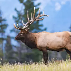 Backcountry Safaris offers scenic wildlife tours of Yellowstone and Grand Teton National Parks from Jackson Hole, Wyoming. Join our wildlife biologists on a small group or private Jackson Hole tour in a luxurious vehicle with HD binoculars and spotting scopes. Our guided Yellowstone lower loop day tour explores iconic geysers, hot springs, waterfalls, and the majestic wildlife of Hayden Valley, while our Grand Teton safaris include sunrise and sunset tours, bike tours, and a combined wildlife to