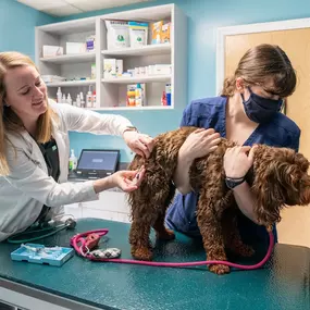 Doctor examining a dog at Park Veterinary Hospital & Urgent Care