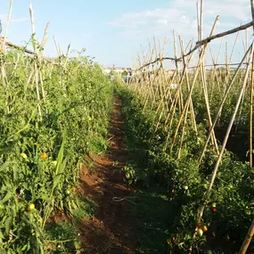 Bild von Ecofinca La Casa De Les Monedes