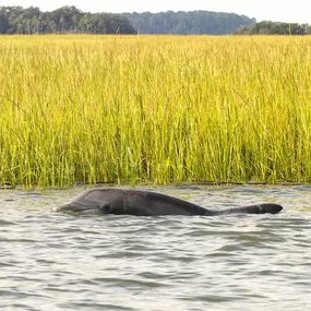 Bild von Hilton Head Boat Charters