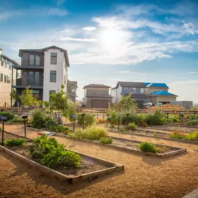 Painted Prairie community gardens for residential collabs at new construction homes in Aurora, CO