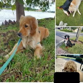 Bild von Lake Nona Dog Walkers