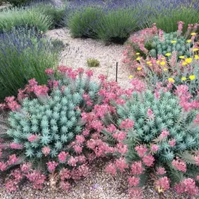 JARDINERIA_SORIANO_COLORES.jpg