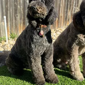 Curly Hair Dog Grooming Brush