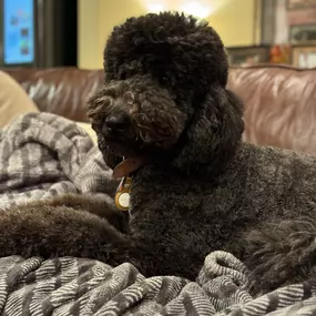 De-Matting Comb For Goldendoodles