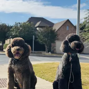 Two Doodles After Being Groomed With Best Brush For Curly-Coated Dogs