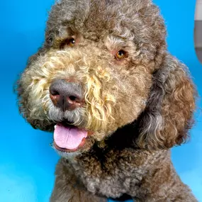 Beautiful Goldendoodle With A Nice Coat After Grooming Brush Care