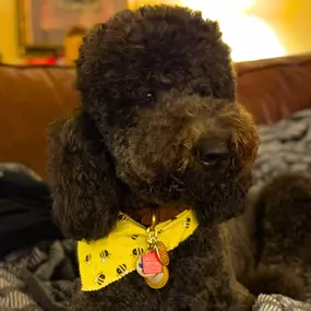 Deshedding Comb For Goldendoodle