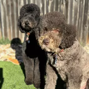 Two Long Hair Goldendoodles After Grooming Using A Dog Brush