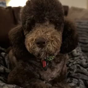 Goldendoodle Brush For Curly Hair